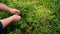 Hand holding bunch of blueberries. Freshly picked wild blueberries. Fresh Blueberries or Bilberries.