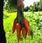 A hand holding a bunch of carrots straight from the garden patch. Fresh organic carrots picked from garden in hands