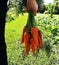 A hand holding a bunch of carrots straight from the garden patch. Fresh organic carrots picked from garden in hands