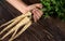 Hand holding bunch of fresh parsnip roots with green leaves over dark wooden board