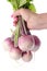 Hand holding a bunch of fresh turnips