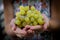 Hand holding bunch of green healthy grapes