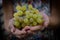 Hand holding bunch of green healthy grapes