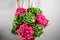 Hand holding a bunch green and pink color hydrangea white background. bright colors. cloud. 50 shades