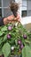 Hand holding a bunch of unripe baby eggplant