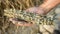 A hand holding a bundle of dried herbs with intricately woven patterns visible on the leaves