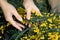 Hand holding bypass secateurs scissors and pruning yellow acacia flower brunches. Seasonal work in the garden.