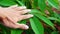 Hand holding a cassava leaves in cassava plantation