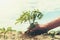 hand holding cassava tree in farmland with sky background. agriculture concept