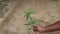 A hand holding a Ceylon slitwort plant(Leucas zeylanica)