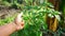 Hand holding a chilli plant that is planted to eat in the agricultural garden