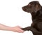 Hand Holding Chocolate Labrador\'s Paw