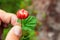 Hand holding a cloudberry Rubus chamaemorus