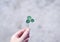 A hand is holding a clover