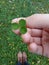 Hand holding clover with grassy feild and brown hipster shoes