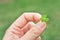 Hand holding clover leaf background