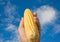 Hand holding corn cob and bllue sky.