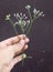 Hand Holding Cyanthillium Cinereum or Little Ironweed Flowers