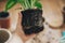 Hand holding dieffenbachia plant roots in soil with gardening stylish tools, ground ,drainage and clay pots on wooden floor.