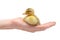 Hand holding duckling - animal protection