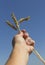 Hand holding ears of wheat against blue sky