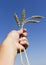 Hand holding ears of wheat against blue sky