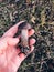 Hand holding edible mushroom with brown cap in autumn woods. Picking Brown Birch Bolete mushrooms