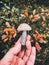 Hand holding edible mushroom with brown cap in autumn woods. Picking Brown Birch Bolete mushrooms