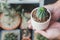 Hand holding Euphorbia Obesa cactus in a pot with sun light