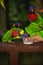 Hand Holding and Feeding colorful Parrots - Animal Care Concept