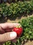 Hand holding fesh strawberry