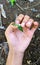 A hand holding a flowering weed. hands with clean nails. Weeds are pests for farmers.