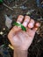 A hand holding a flowering weed. hands with clean nails. Weeds are pests for farmers.