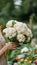 Hand holding fresh cauliflower with selection of cauliflower heads on blurred background