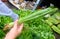 Hand Holding Fresh Culantro Plants ar Vegetable Shop