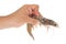 Hand Holding A Fresh Prawn