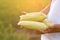 Hand holding fresh product of corn just harvest from organic farm