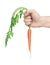 A hand holding a fresh and ripe carrot