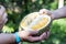 Hand holding freshly harvested organic durian with delicious yellow flash