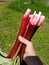 Hand holding freshly harvested red rhubarb