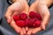 Hand holding freshly picked raspberry