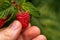 Hand holding freshly picked raspberry