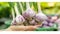 Hand holding garlic bulb with garlic selection on blurred background with copy space
