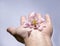 Hand holding gentle Pink Purple Flower pointing to the sky. Hand holding Pink Columbine