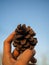 Hand holding a giant pine cone. Close up of pinecone in a hand at forest with green nature background