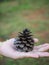 Hand holding a giant pine cone. Close up of pinecone in a hand at forest with green nature background