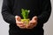 Hand holding glass bowl with regrowing chinese cabbage. Using vegetable scraps to grow organic vegetables at home