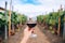 hand holding a glass of red wine against rows of grapevines