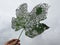 Hand holding a grape leaf that has been eaten and damaged by invasive Japanese beetles.