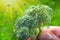 Hand holding green broccoli. Broccoli is valuable product, it contains trace elements and vitamins B1, A, B2, C, PP, B and E,
